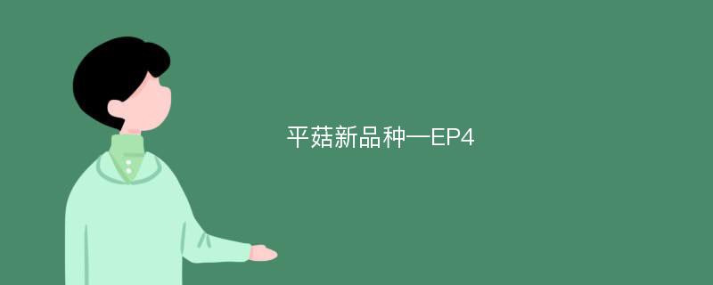 平菇新品种—EP4