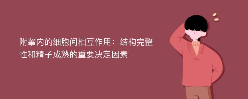 附睾内的细胞间相互作用：结构完整性和精子成熟的重要决定因素